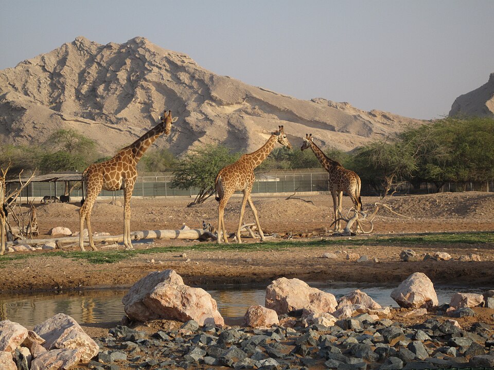 Giraffa camelopardalis camelopardalis (Al Ain Zoo, UAE).jpg
