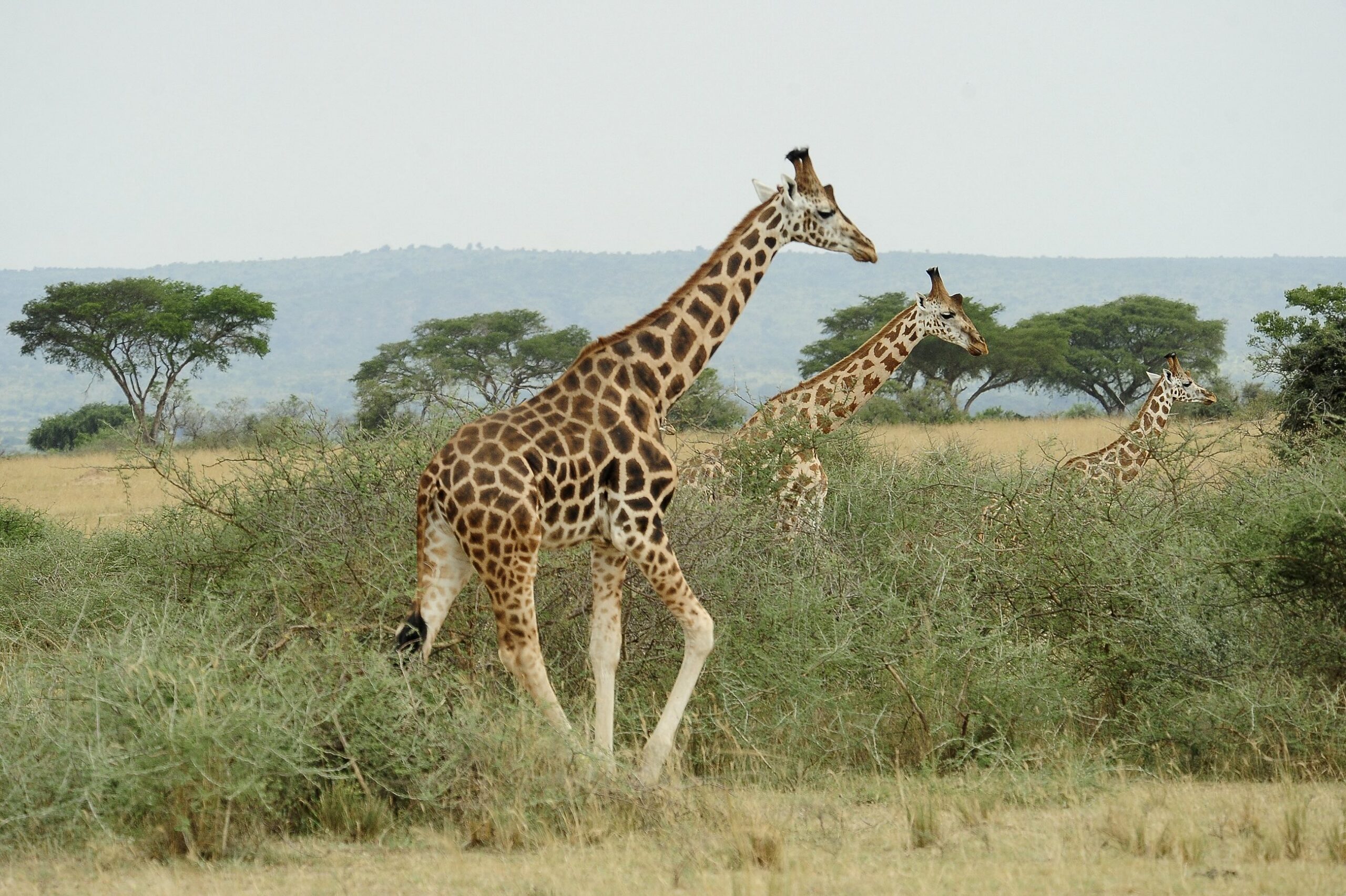 Nubian (formerly Rothschild's) giraffe in Uganda. Image by Julie Larsen ©Wildlife Conservation Society.