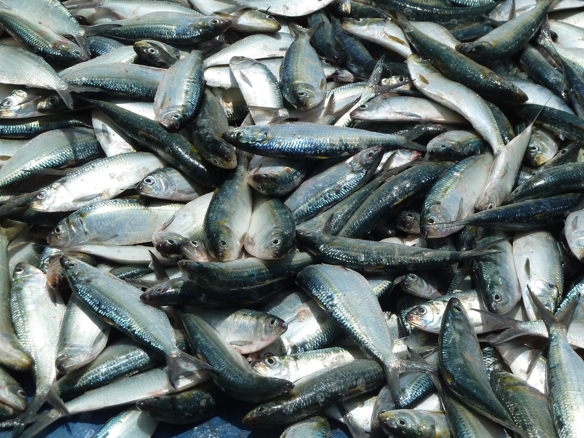 Banner image: A sardinella catch. Image courtesy of Anne Delaporte via Flickr (CC BY-NC-ND 2.0)