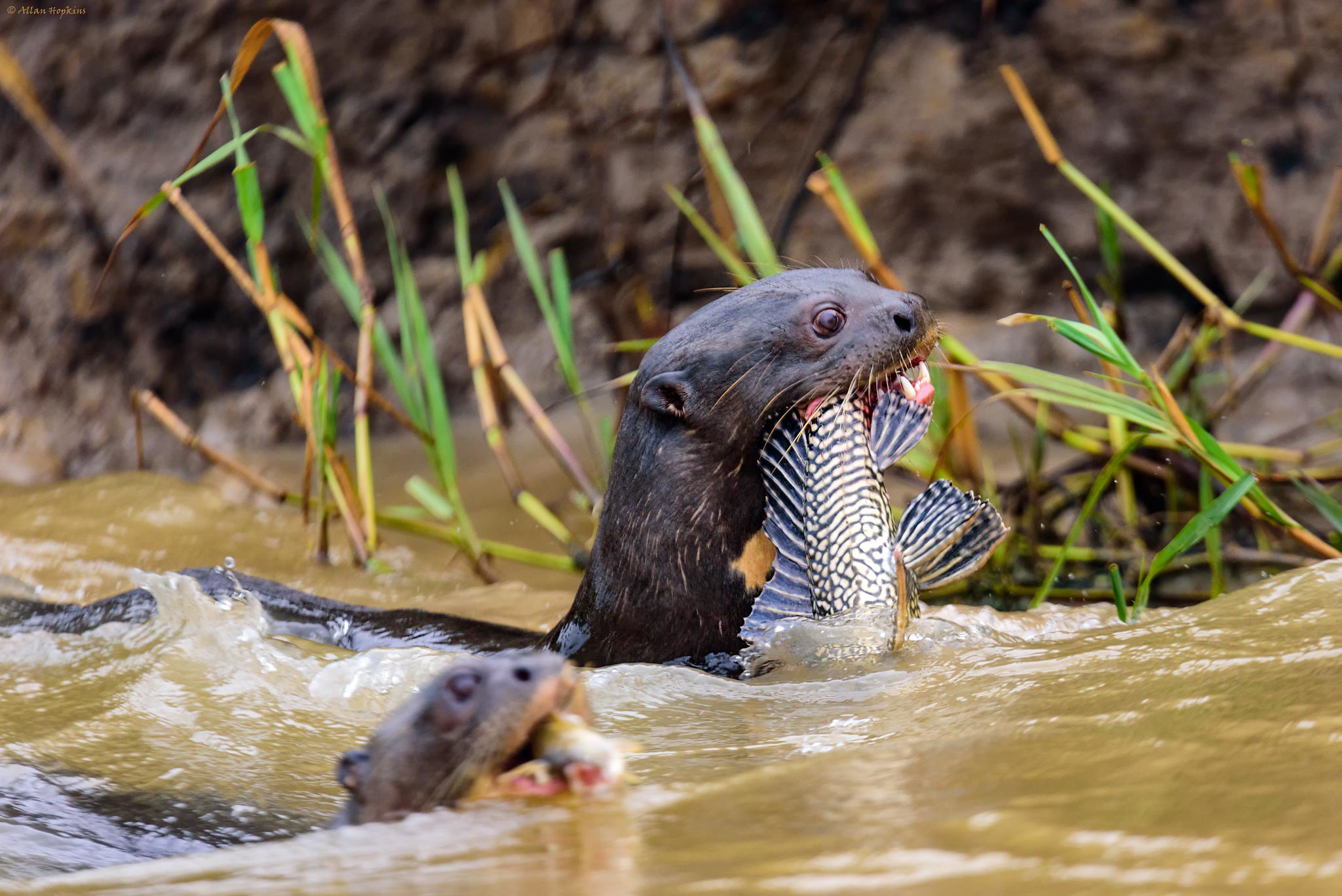 Giant otters’ diet is mainly made up of fish, but they also eat other aquatic animals such as crabs or snakes. — Image by Allan Hopkins via Flickr (CC BY-NC-ND 2.0).