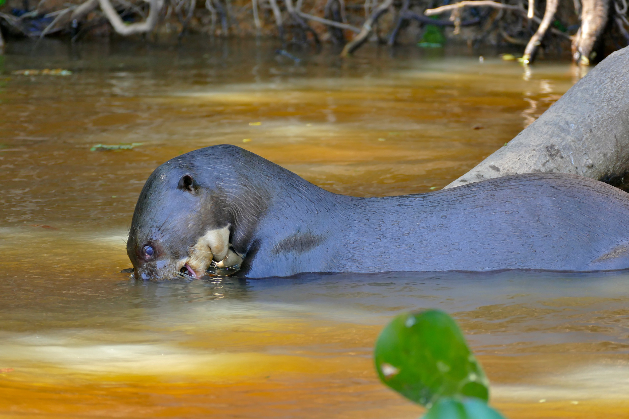 Giant otters are specialized aquatic hunters that rely heavily on fish for food. — Image by Bernard DUPONT via Flickr (CC BY-SA 2.0).