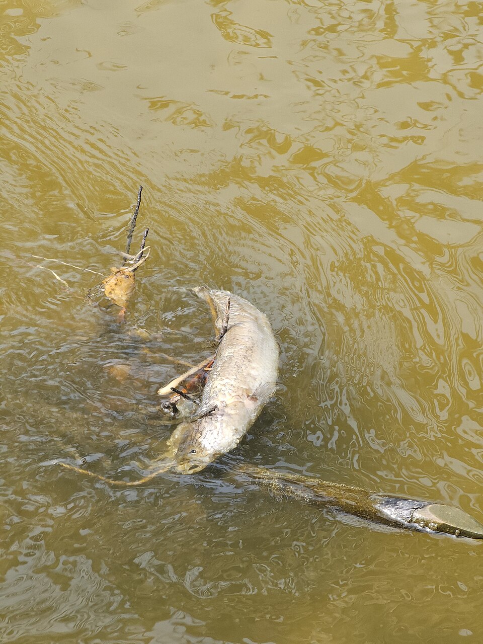 Dead Fish in a River 2.jpg