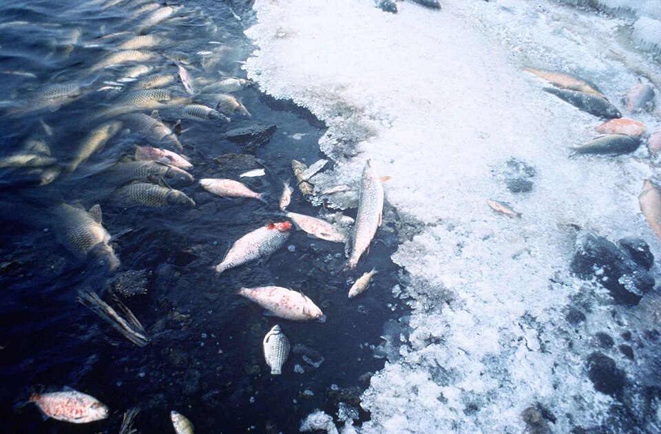 Fish kill pollution.jpg