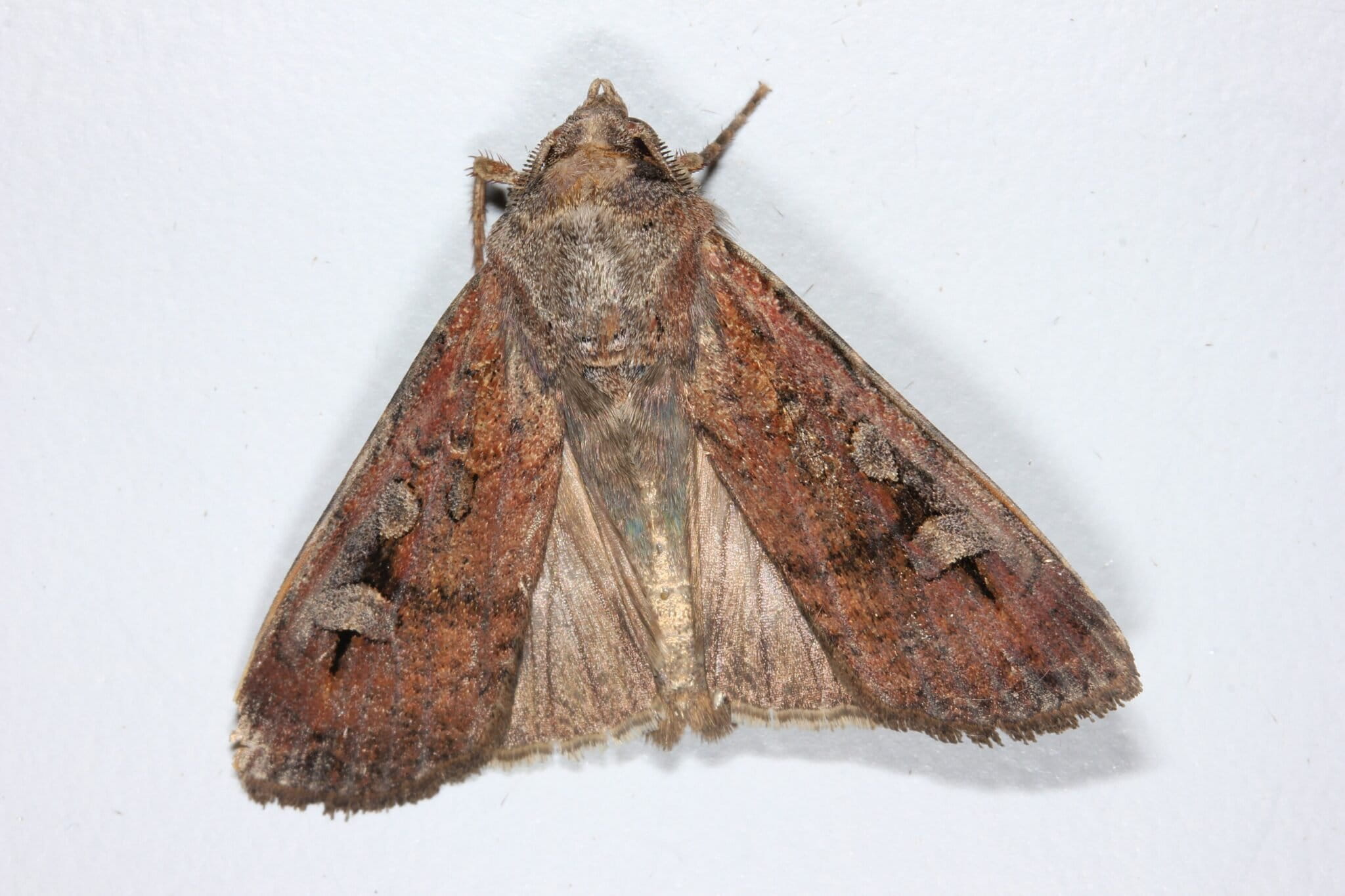 A bogong moth in Sydney.