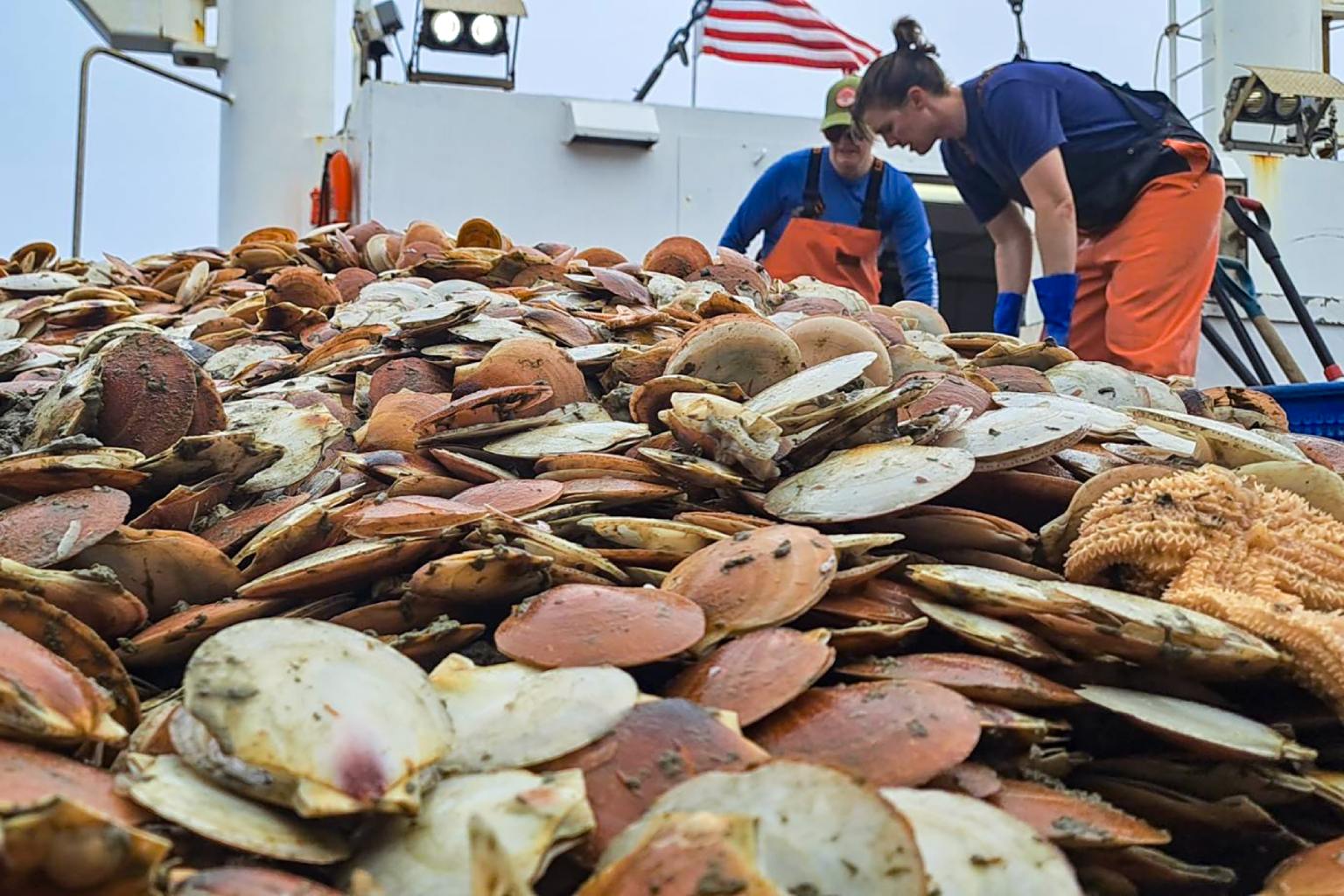 A pile of young Atlantic sea scallops (Placopecten magellanicus) on the deck of the New Bedford, Massachusetts-based fishing vessel Selje, collected during a NOAA survey to help track scallop abundance, distribution, ages, lengths, weights, sex, maturity and disease presence. — Image by Catherine Foley/NOAA Fisheries.