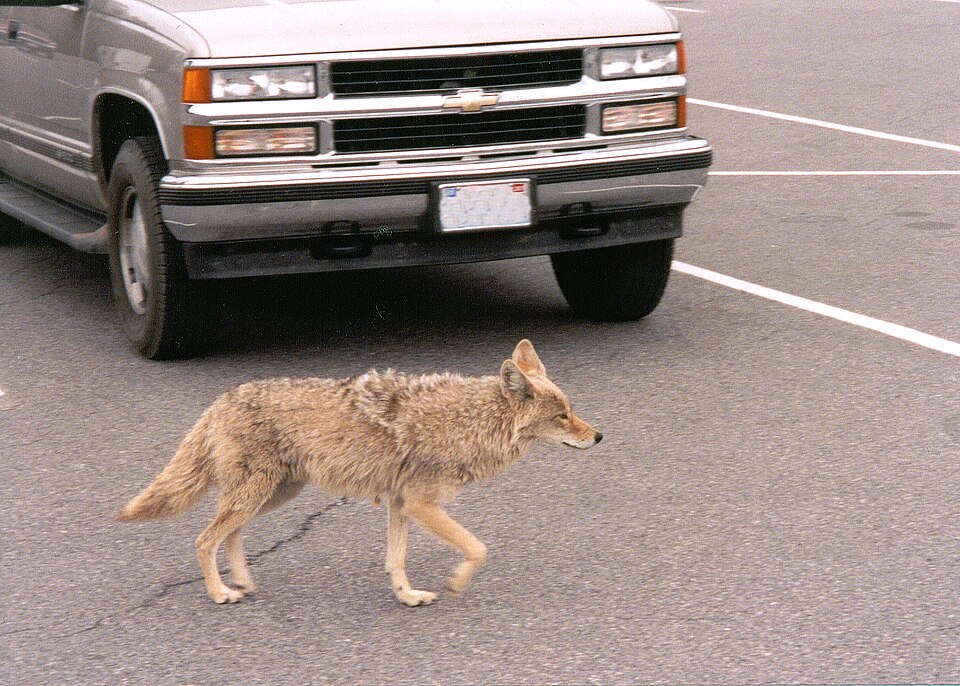 Urban coyote nwwd odfw (7489976680).jpg