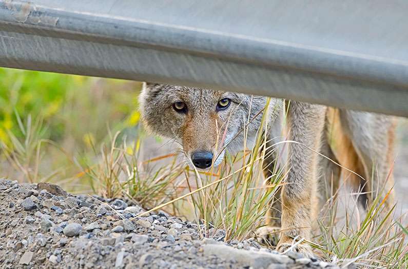 Do coyotes thrive in cities more than in the wild?
