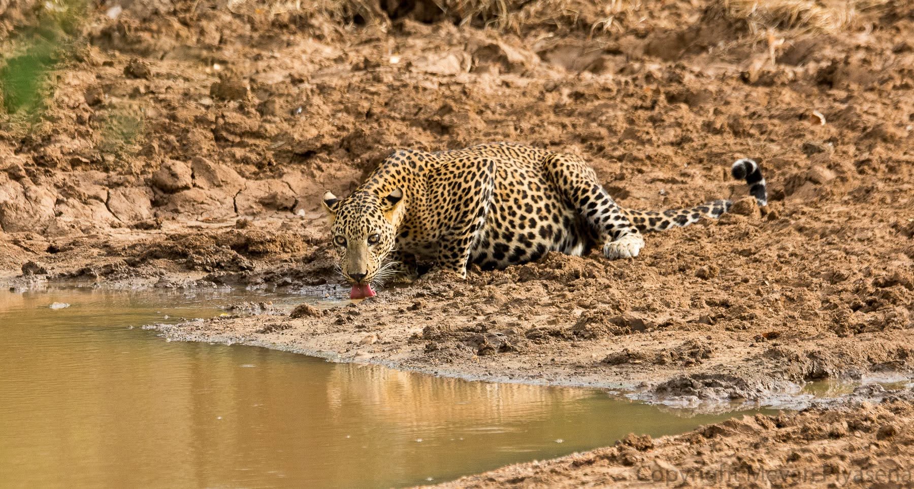 Kuraklık Sri Lanka'da su kuyularını zehir tuzağına çeviriyor, Yala National Park kapatıldı