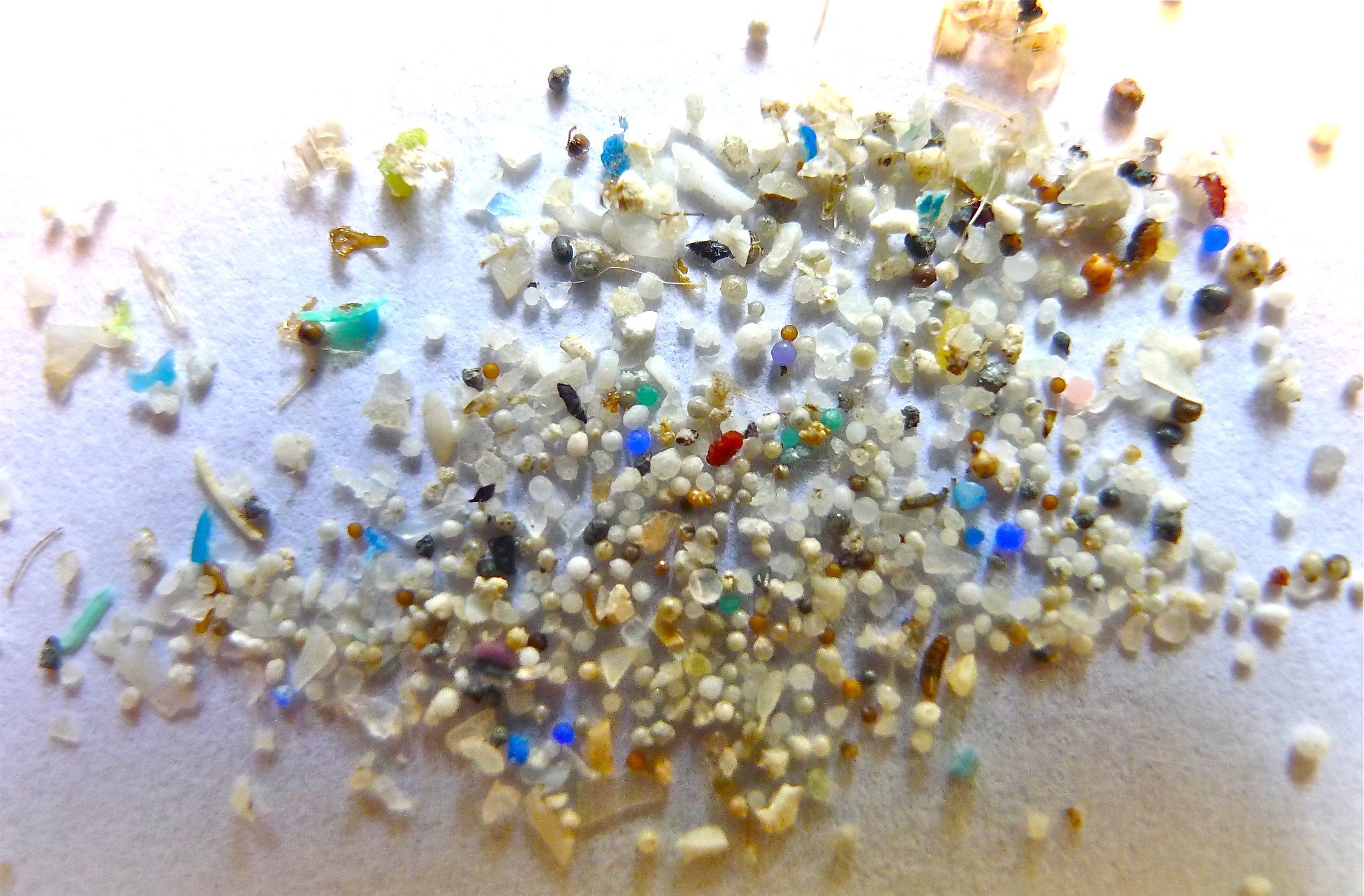 Image by Oregon State University via Flickr (CC BY-SA 2.0). Research suggests that micro- and nano-plastics can negatively affect human fertility, development and ageing. Their small size allows them to pass through the intestinal wall, cross the blood-brain barrier and even enter the placenta during pregnancy. Image by Oregon State University via Flickr (CC — Image by Oregon State University via Flickr (CC BY-SA 2.0).