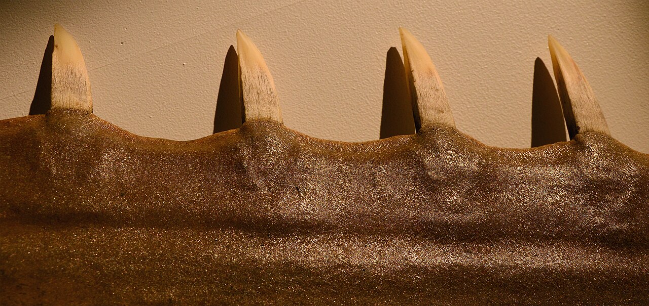 A sawfish’s rostrum is lined with sharp teeth-like scales, which are carved into cockfighting spursCredits: Vassil – CC0.