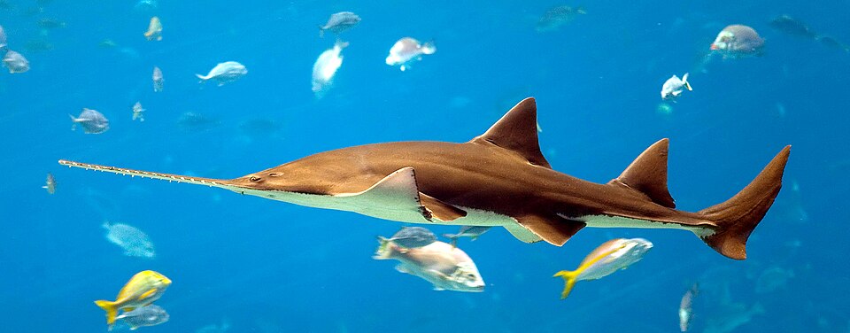 Pristis pristis - Georgia Aquarium Jan 2006.jpg