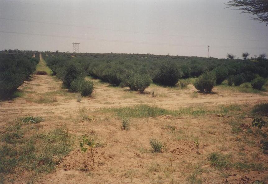 GreeningdesertTharIndia.jpg