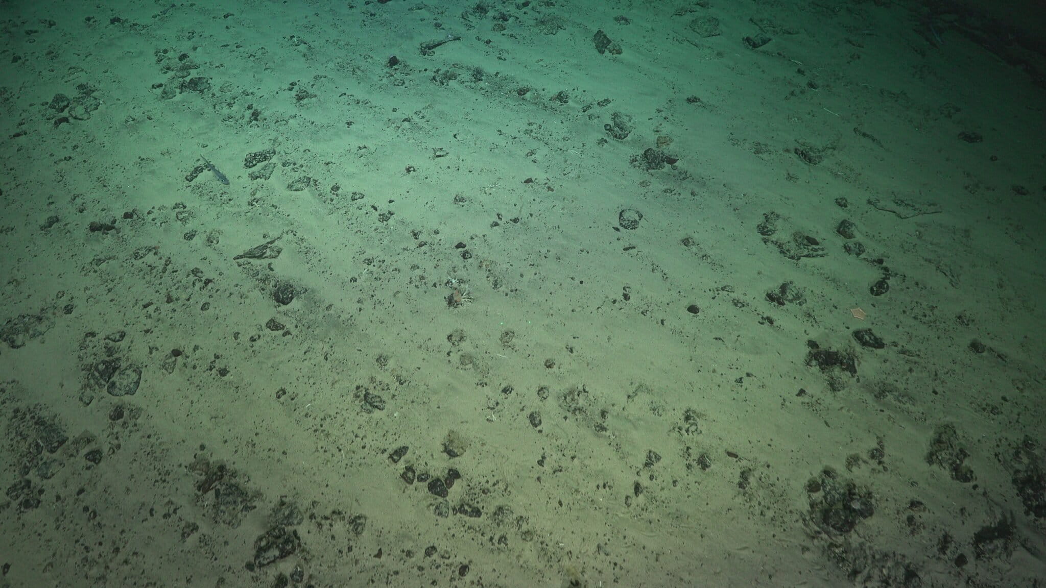 Trawled seabed in Chile