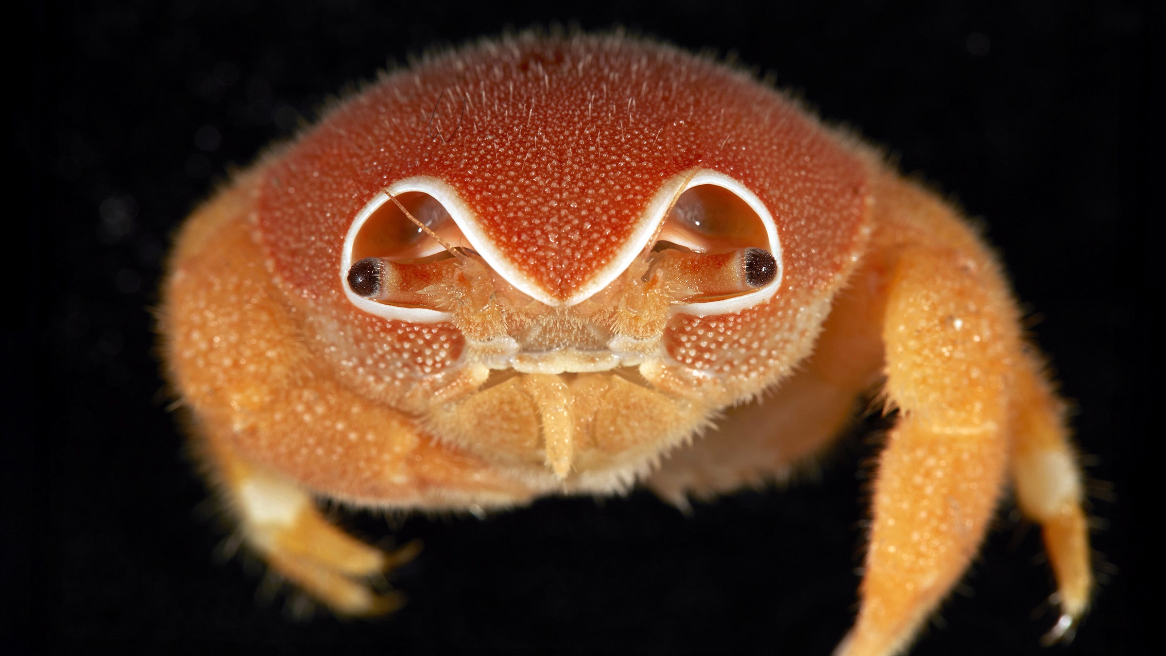 A sponge crab (Sphaerodromia brizops) collected at the Muirfield Seamount, southwest of the Cocos (Keeling) Islands. Image courtesy of Benjamin Healley/Museums Victoria.