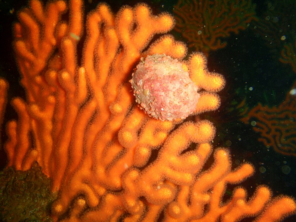 Sponge crab on sinuous sea fan at Rambler Rock south reef P9078401.JPG