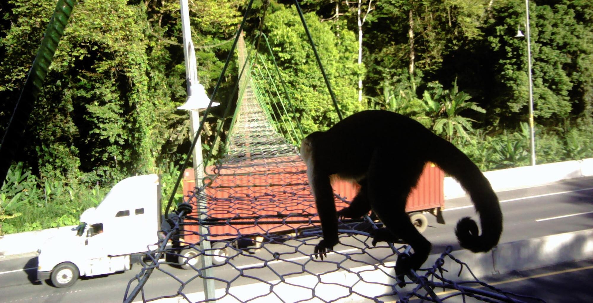 Banner image: A white-faced capuchin (Cebus imitator) using a wildlife crossing. Image courtesy of Panthera/MOPT.