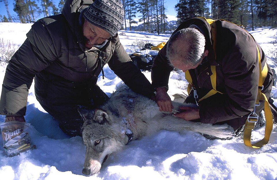 A gray wolf being radio-collared.jpg