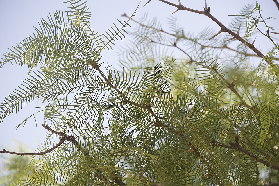 Prosopis glandulosa - Mimosoideae.jpg
