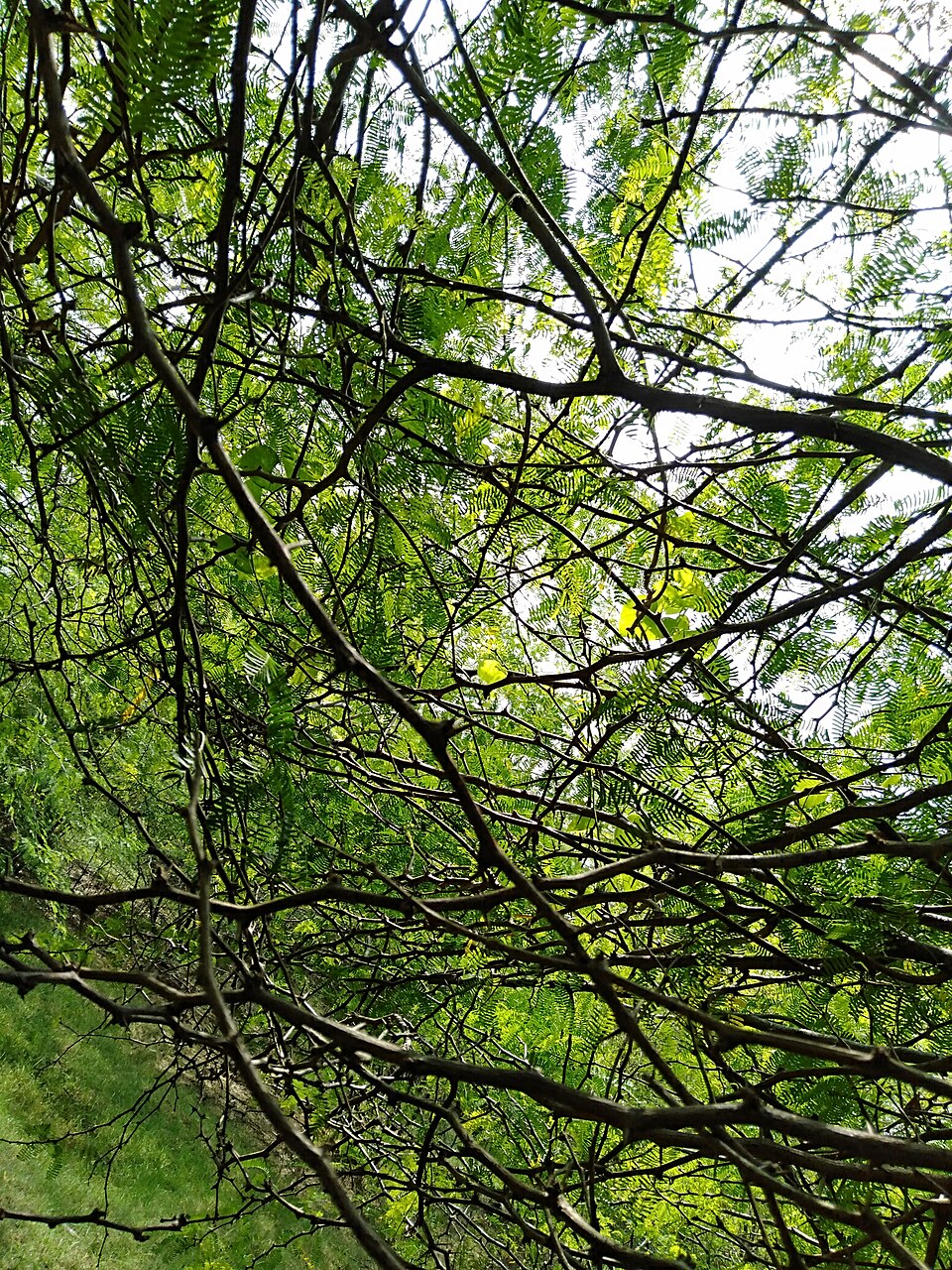 Prosopis Juliflora.jpg