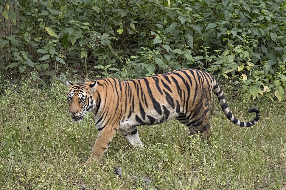 Bengal tiger (Panthera tigris tigris) female 3.jpg