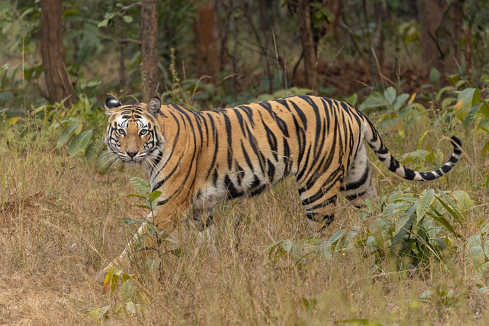 Bengal tiger in Sanjay Dubri Tiger Reserve December 2024 by Tisha Mukherjee 11.jpg