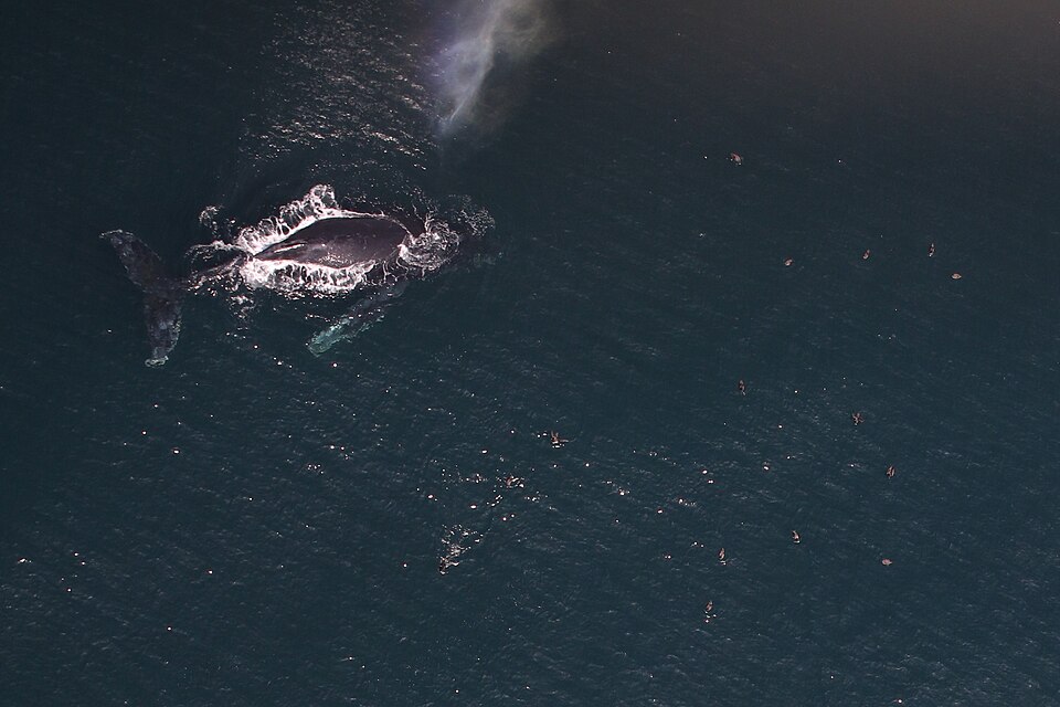 Humpback Whale and shearwaters feeding in southern California.jpg