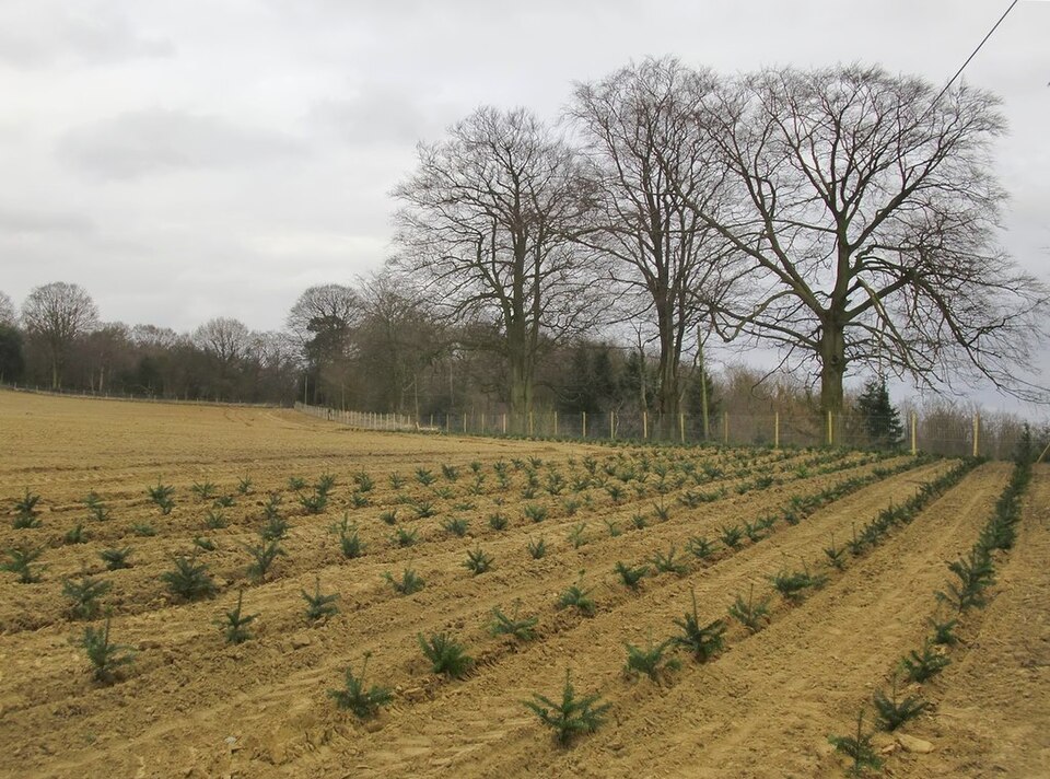 Newly planted Christmas tree plantation - geograph.org.uk - 4411143.jpg