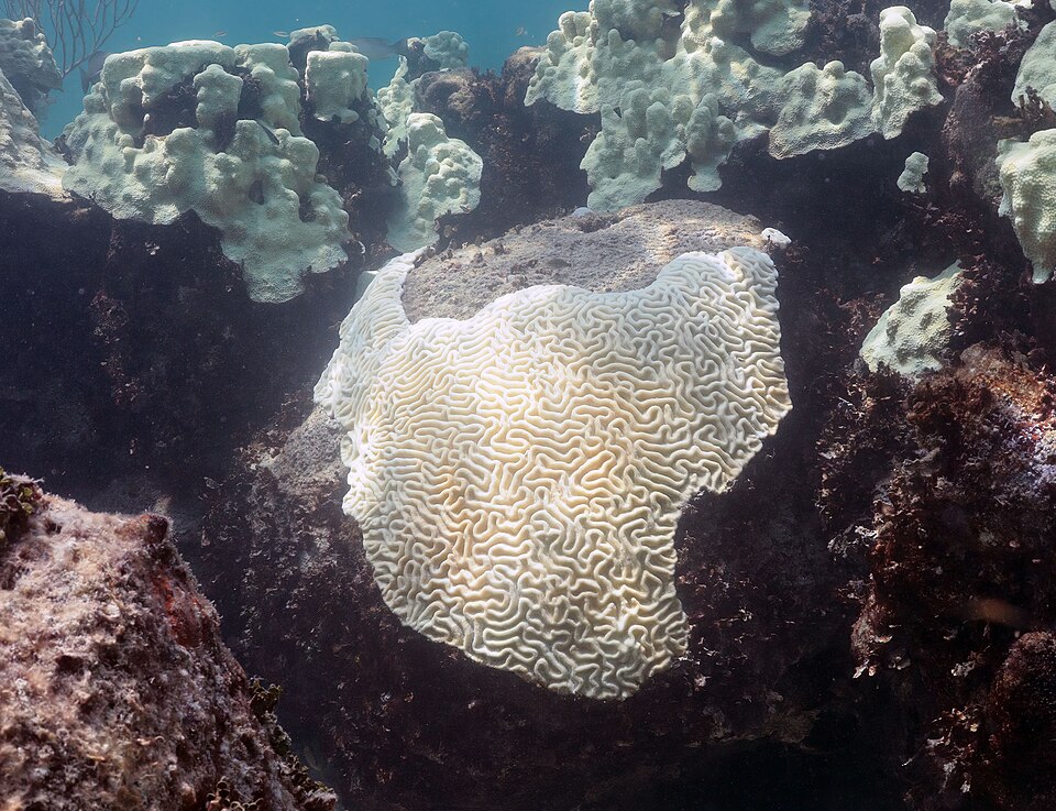 World’s Fourth Mass Coral Bleaching Event Likely Ended in 2025 (NESDIS 2026-06-02 NOAA Cheeca-Rocks 07312023 7-e).jpg