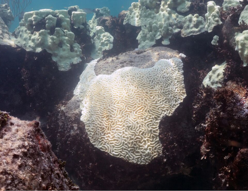 Coral bleaching Florida Keys 2023.jpg