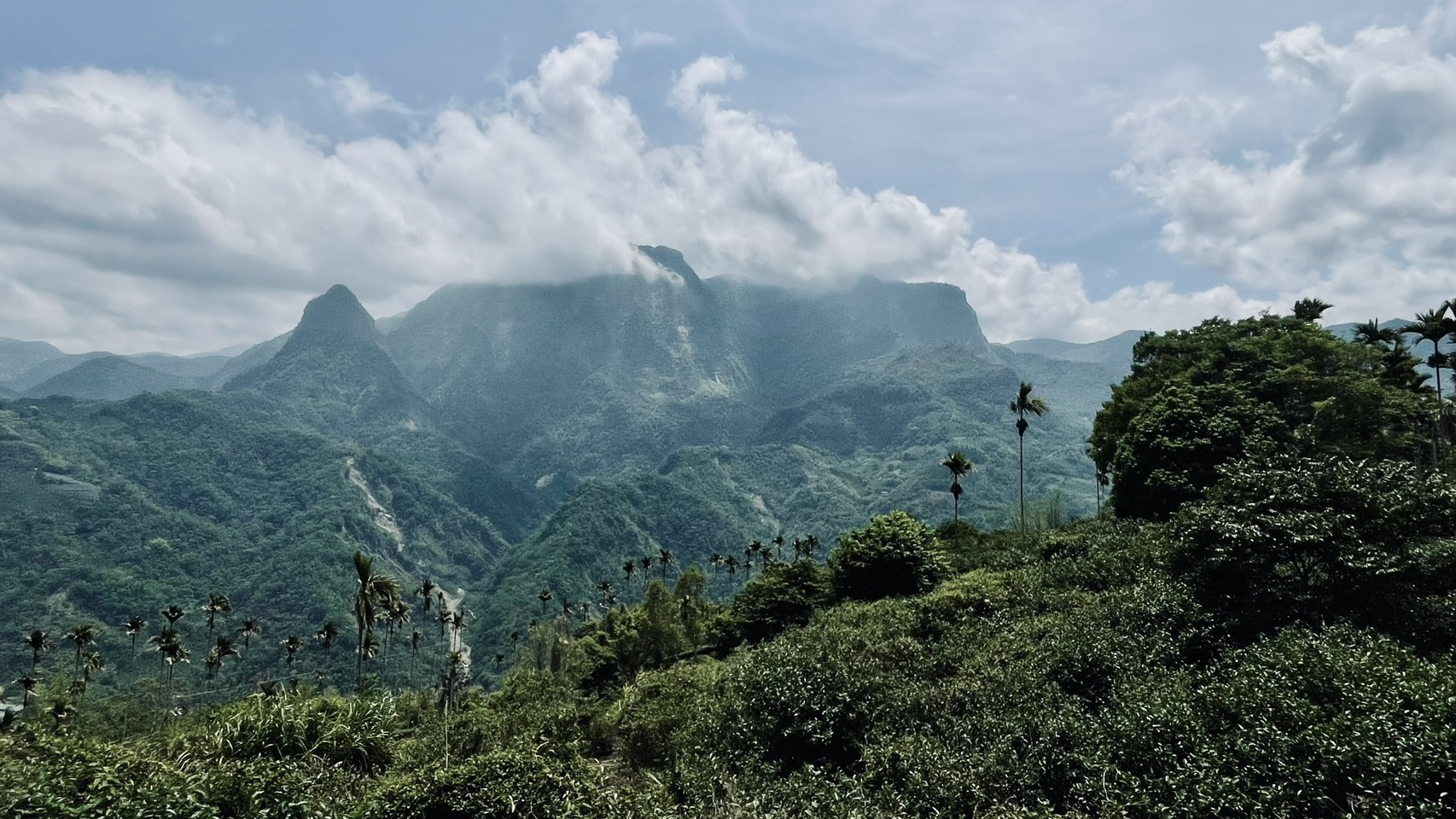 Image courtesy of Chang Chih-tsung. Chang Chih-tsung and Yeh Hsin-wen’s “wild-grown” tea farm, with Taiwan’s Alishan in the background. Image courtesy of Chang Chih-tsung.
