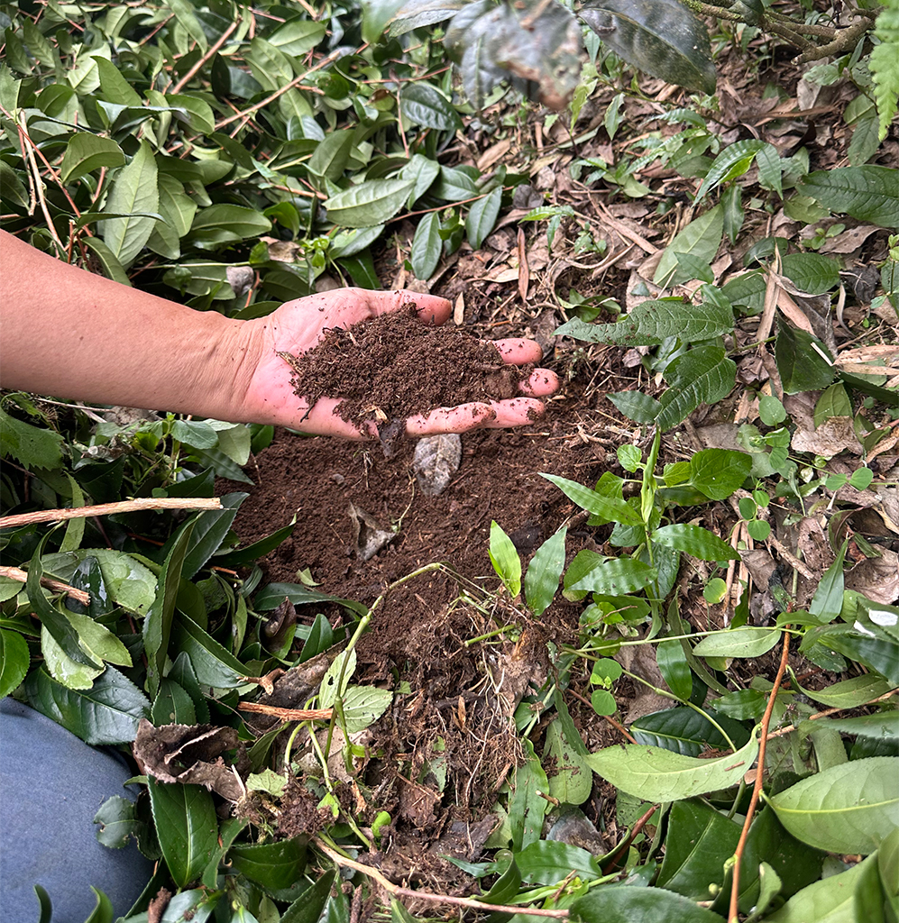 Image by Aylin Ho for Mongabay. Lin Kuang-li shows the soil in his tea plantation — Image by Aylin Ho for Mongabay.