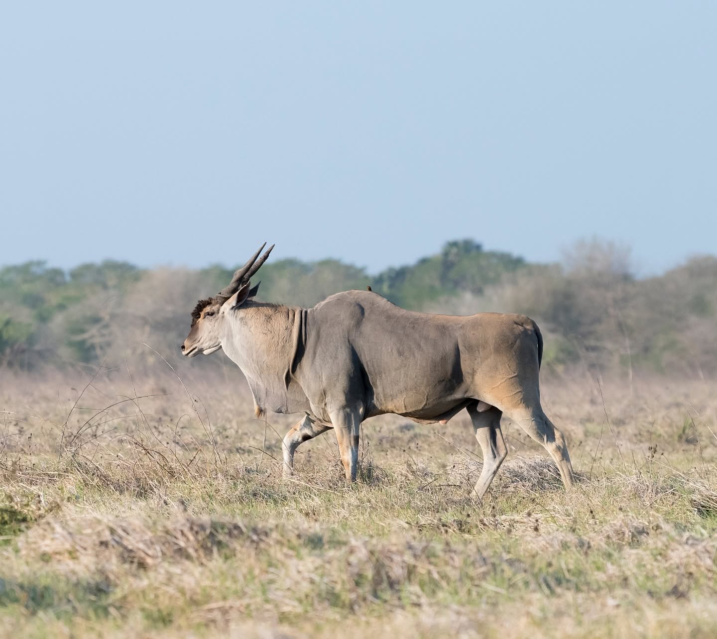 Banner image: A Livingstone’s eland (Taurotragus oryx livingstonii) bull in Coutada 11, Mozambique. Image courtesy of Zambeze Delta Safaris.