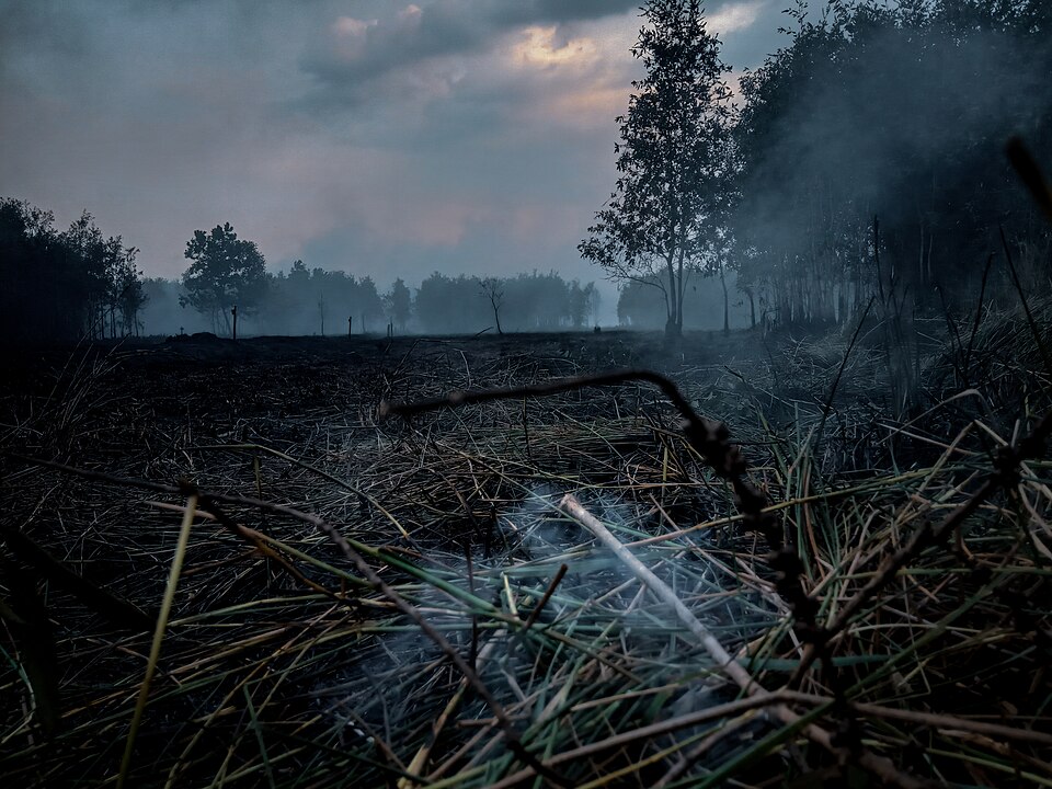 Peatland Forest fires.jpg