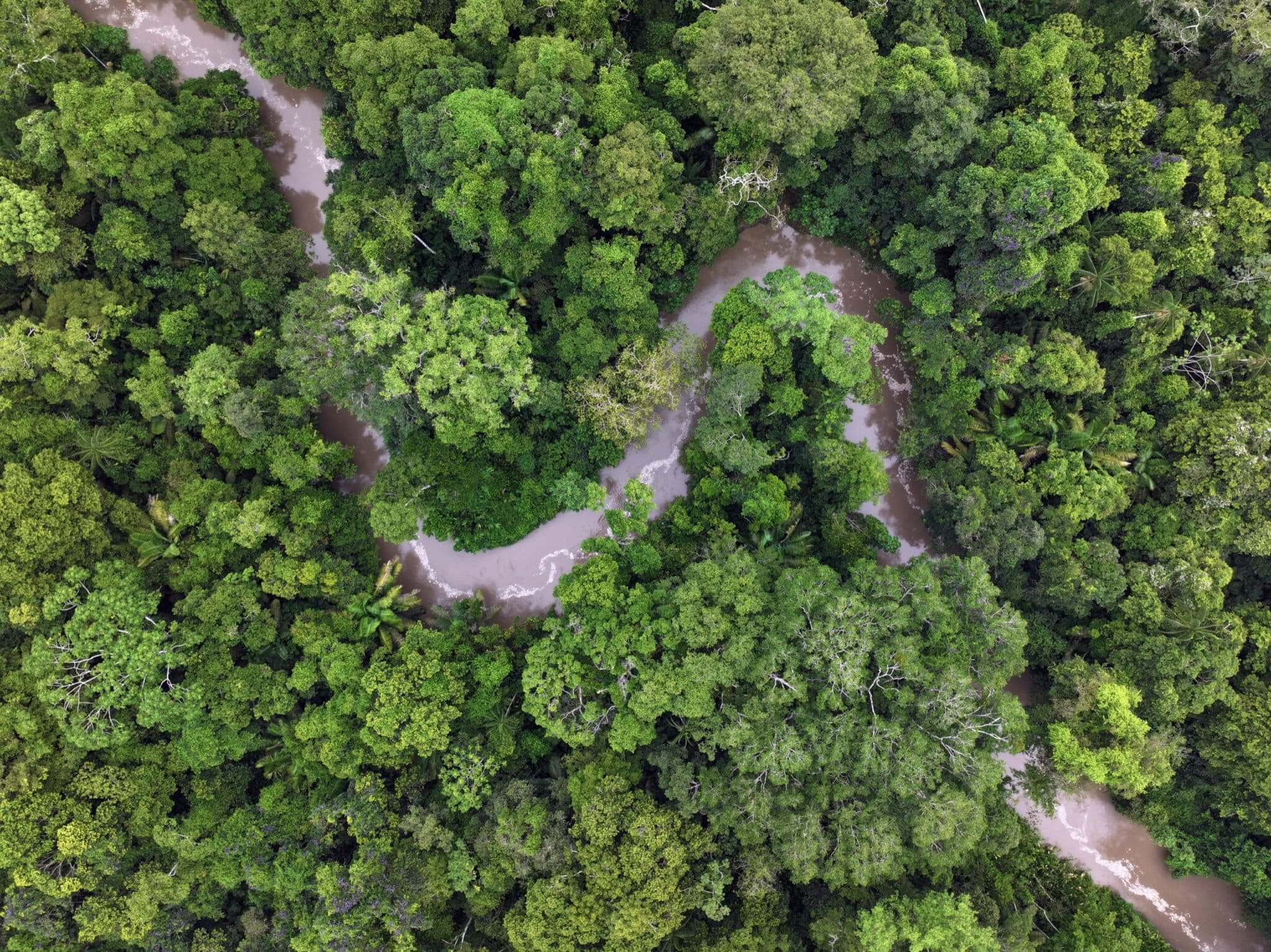 A creek in the Amazon rainforest. Image by Rhett Ayers Butler/Mongabay. — Image by Rhett A. Butler/Mongabay.