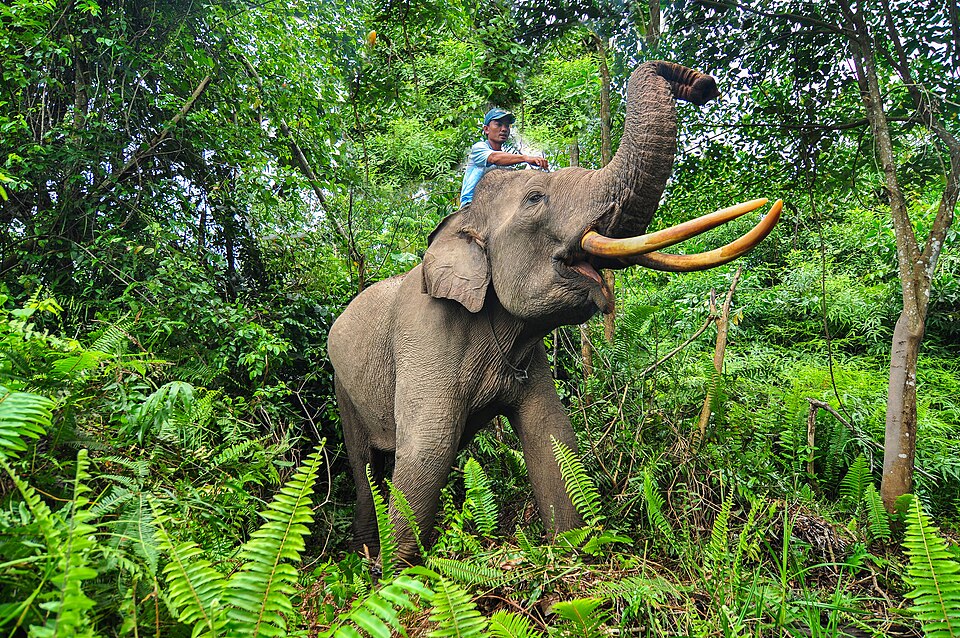 Wikiearth-Gajah Taman Nasional Tesso Nilo DSC 0914.jpg