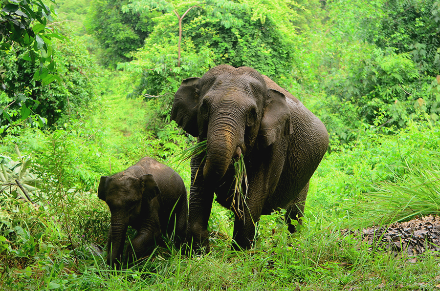A female elephant and her calf in Tesso Nilo National Park. Image by Rahmi Carolina/Mongabay Indonesia.