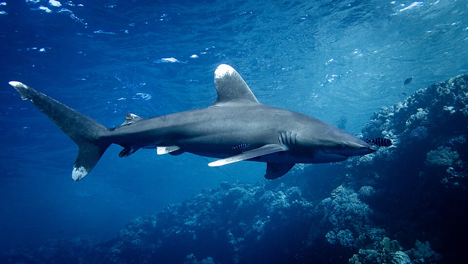 Oceanic Whitetip Shark (Carcharhinus longimanus) at Elphinstone Reef, Egypt.jpg