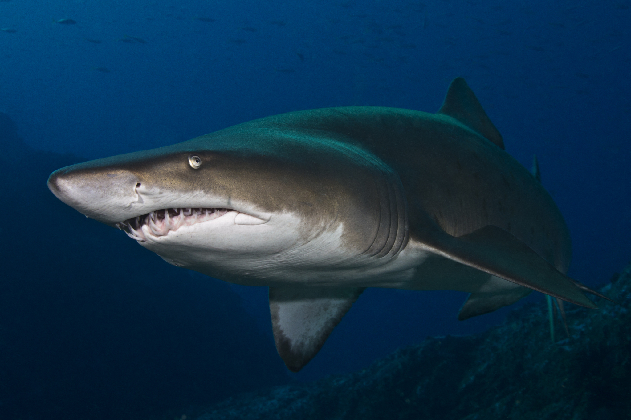 Sand tiger shark (Carcharias taurus), a critically endangered species according to the IUCN.