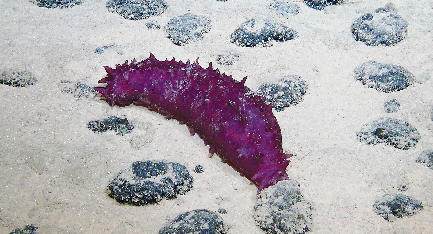 A deep-sea cucumber among polymetallic nodules in the Clarion-Clipperton Zone. Image courtesy of ROV-Team GEOMAR/ROV KIEL 6000/GEOMAR.