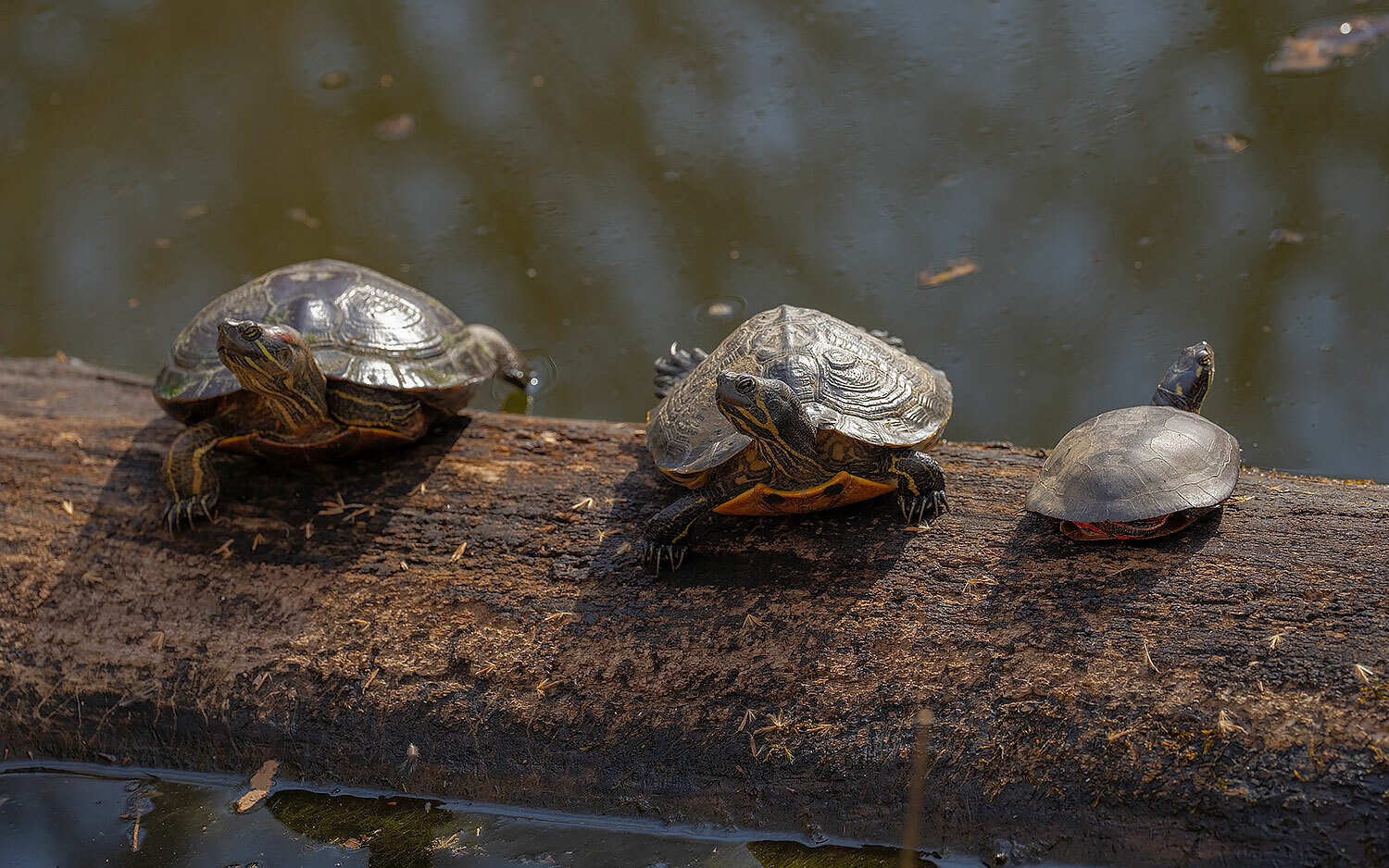 Trachemys scripta — "Trachemys scripta" by Ken Larsen, via GBIF · CC BY 4.0
