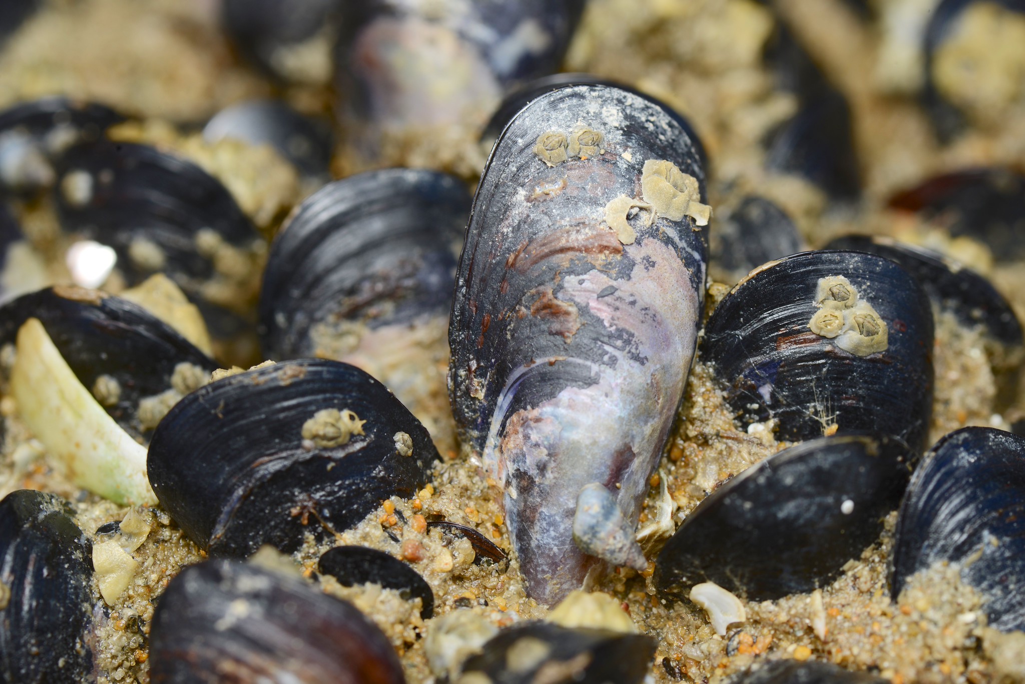 The Mediterranean mussel (Mytilus galloprovincialis) is among the 100 of the world’s worst invasive alien species. — Image by Jon Sullivan via Flickr (CC BY-NC 2.0).