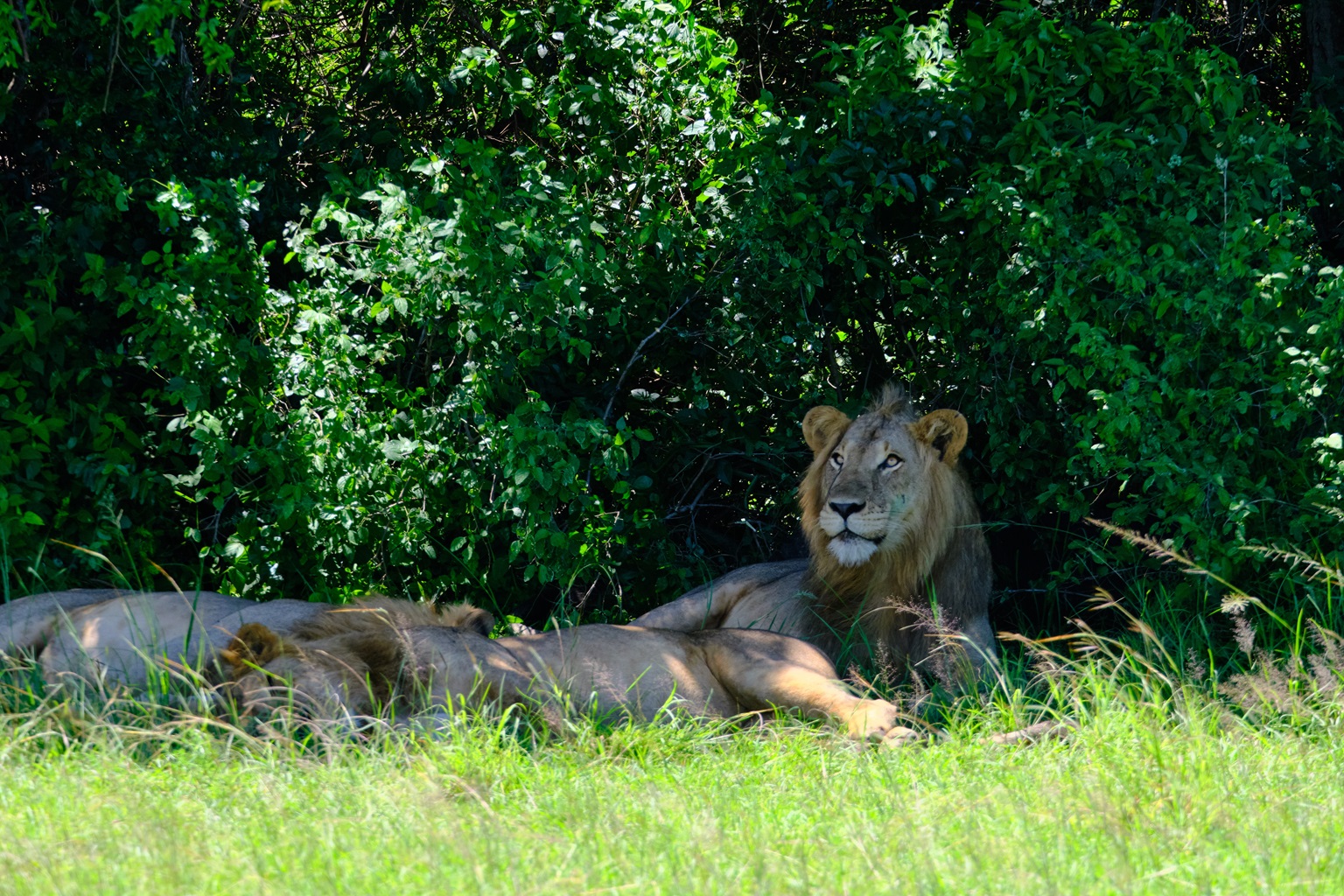 A pride of lions inside Queen Elizabeth National Park. Photo by Ashoka Mukpo for Mongabay.