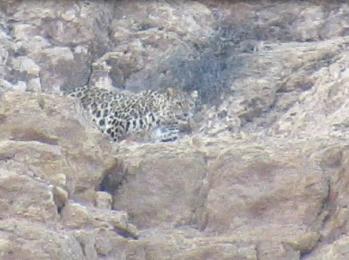 Persian Leopard (Panthera pardus tulliana) — "Persian Leopard (Panthera pardus tulliana)" by موسی مزینانیان Mousa Mazinanian, via iNaturalist · CC BY 4.0