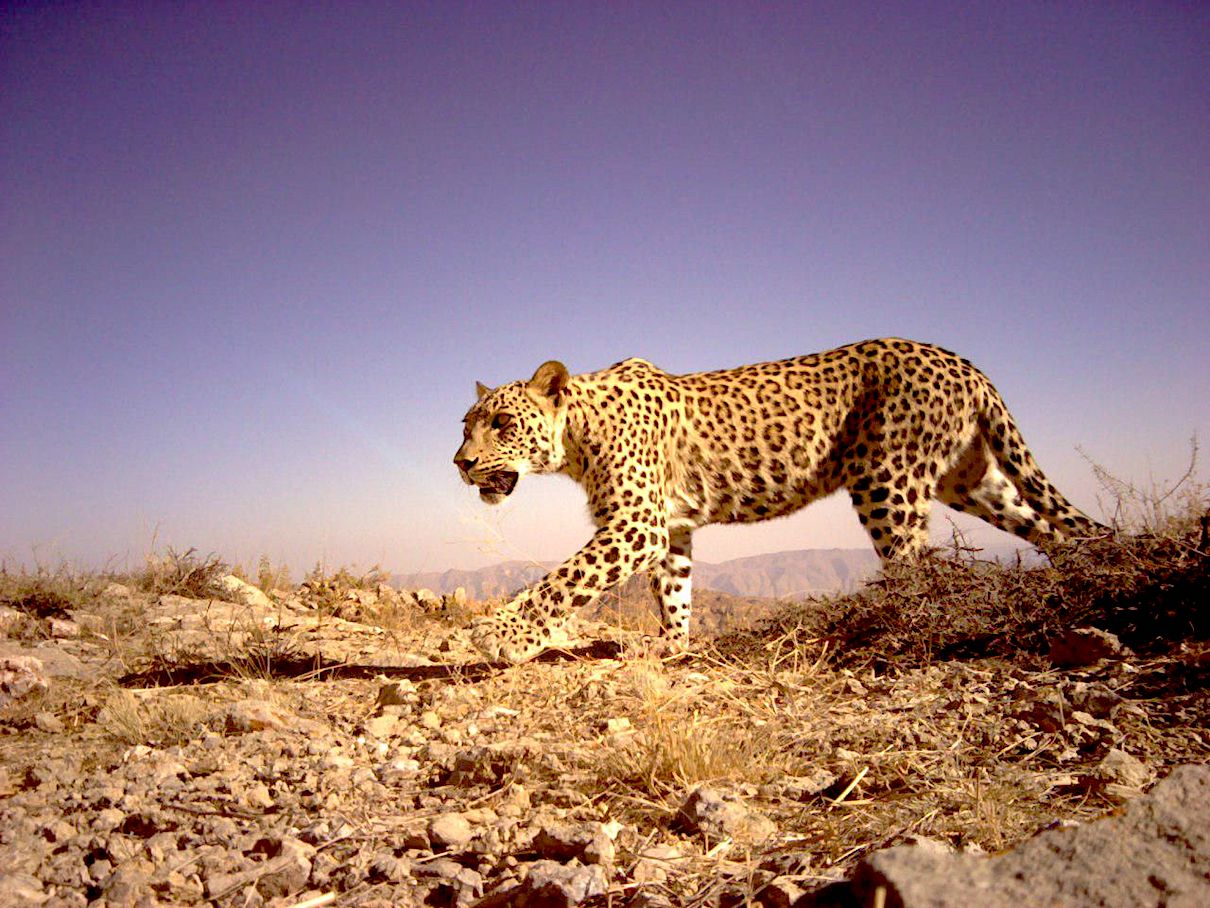 A persian leopard. Image via Peoples Trust for Endangered Species.