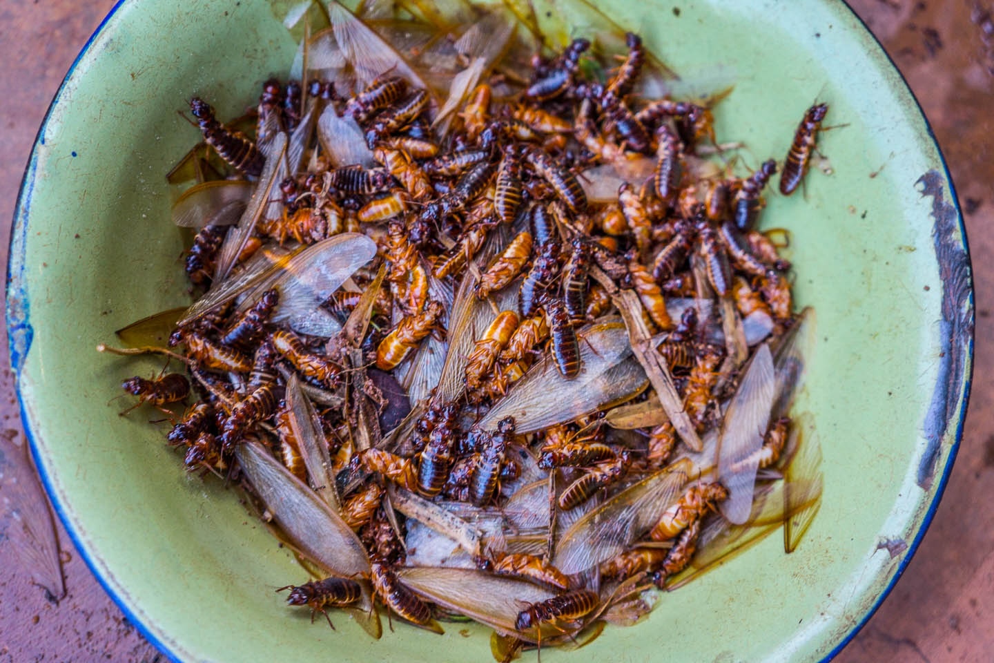 Banner image: Flying ats are eaten in Southern Africa. Image courtesy of Tim Cowley via Wikimedia (CC BY-SA 4.0)