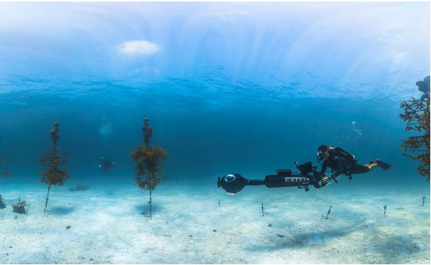 Florida Keys National Marine Sanctuary scuba diver filmng coral reef nursery.png