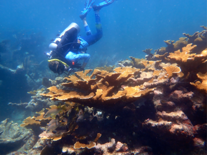 Elkhorn coral Horseshoe Reef with diver.png
