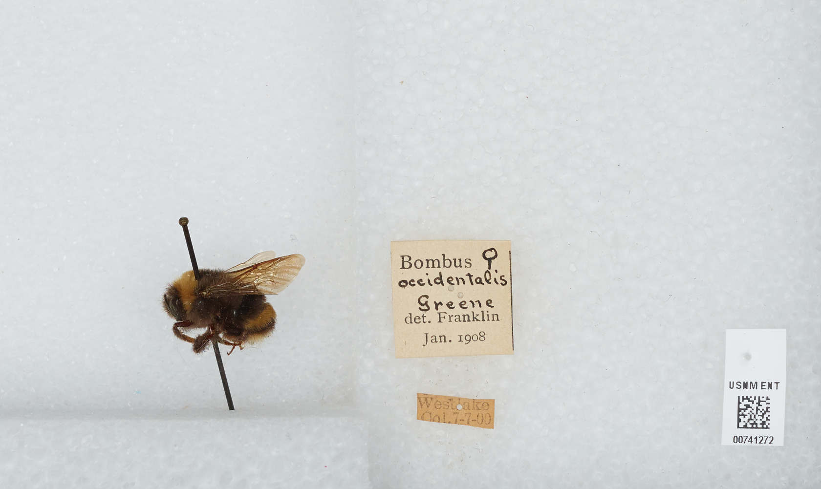 Bombus occidentalis