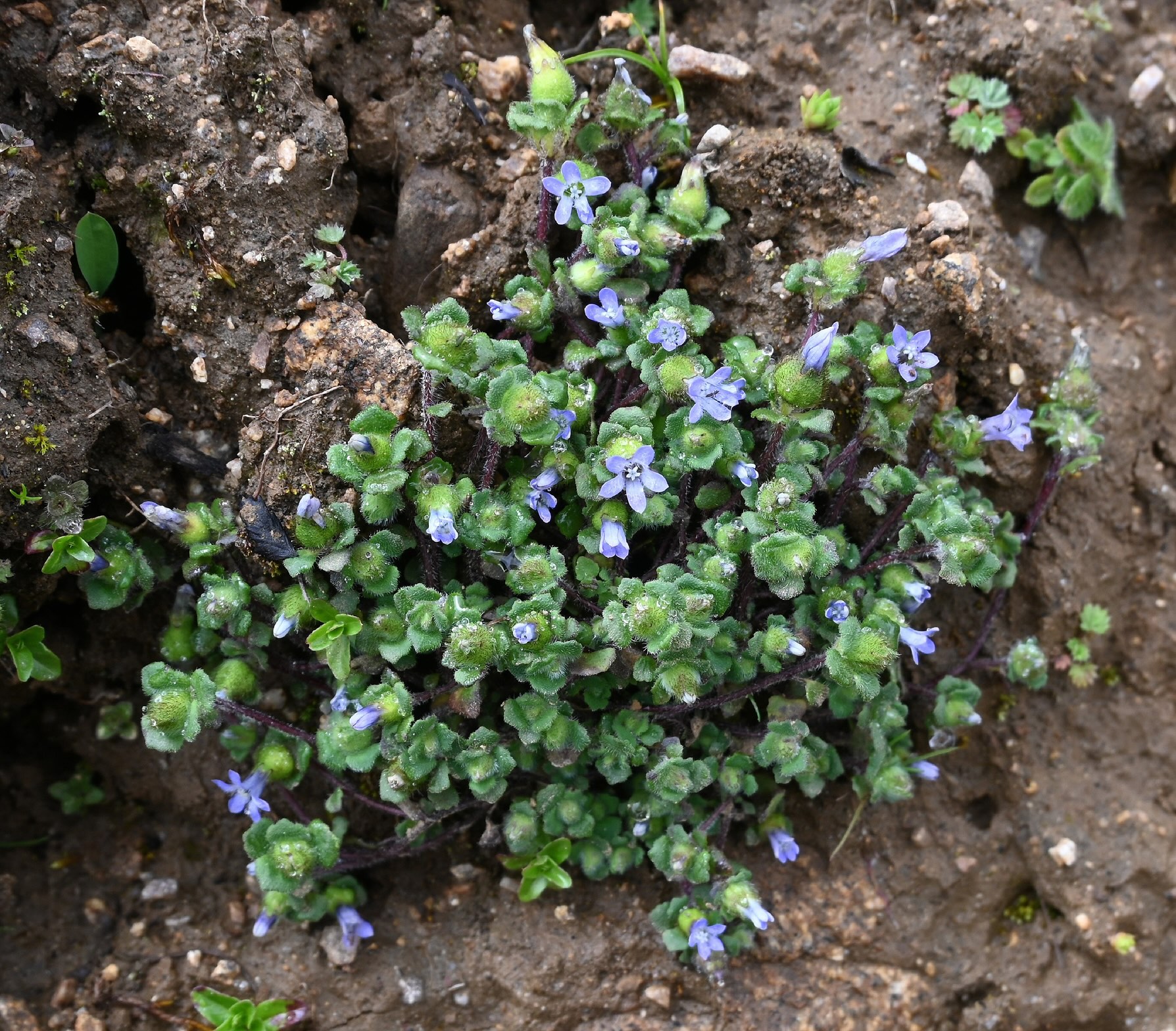 Cyananthus hookeri in flower in Chuna Valley, Tawang district, Arunachal Pradesh, India. Image courtesy of Lahiri, S. et al. (2026) via Oryx (CC BY 4.0).