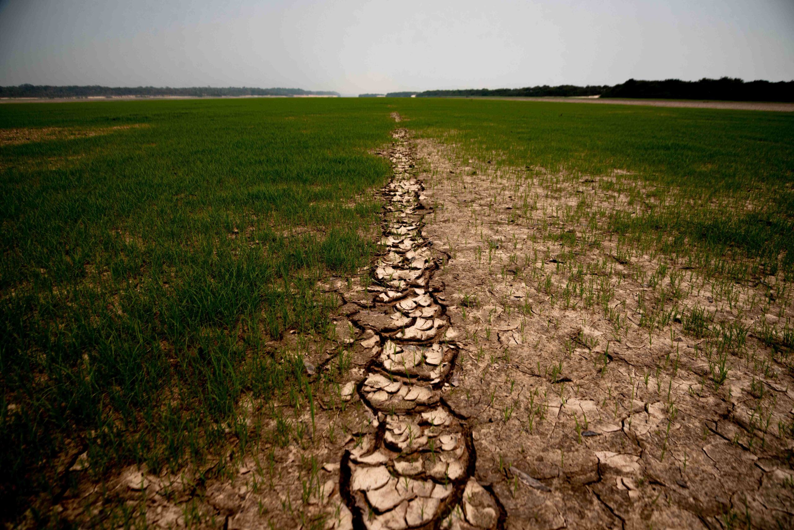 FOTO: WWF Brazil